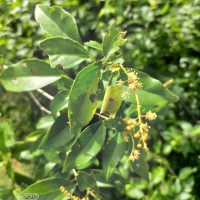 Croton klotzschianus (Wight) Thwaites